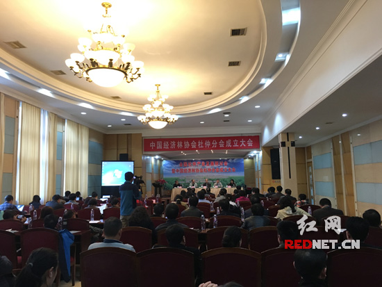 中国经济林协会杜仲分会今天在长沙成立。