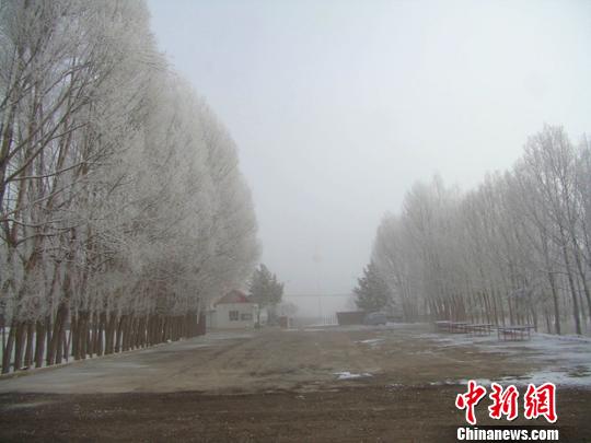 新疆兵团边陲小镇现大雾扮雾凇壮美景观（图）