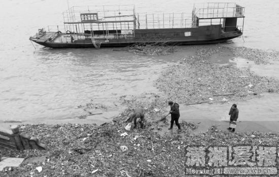 湘江冬汛后水葫芦泛滥 水面漂浮一头白色死猪仔