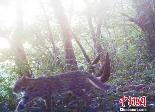 国家二级保护动物豹猫首现河南内乡（图）