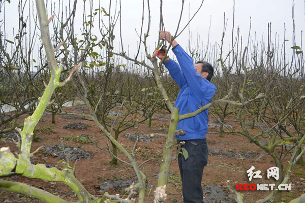 衡南县三塘镇大广村军君家庭农场老板谢军在为梨树剪枝。