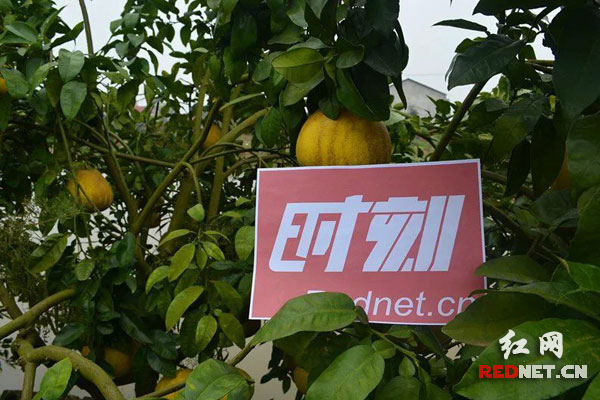 衡南县三塘镇大广村军君家庭农场的柚子树。