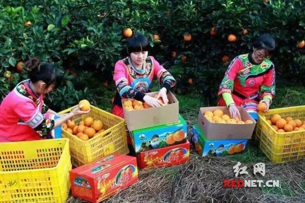 现场采摘脐橙。