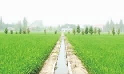 高标准粮田稻浪翻滚