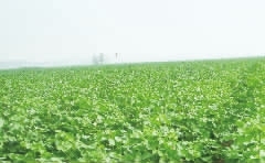 连片棉花绿意漫盈