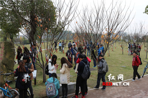 11月29日，中南大学新校区内，2000张书签被挂在树上，让同学许愿。
