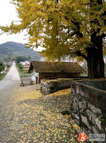 　　这颗上百年的老银杏树美翻了一大票网友（图片来源于网络）。