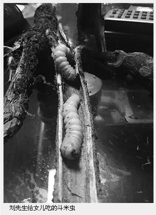 父亲为治女儿厌食症喂其吃虫子称口感很好（图）