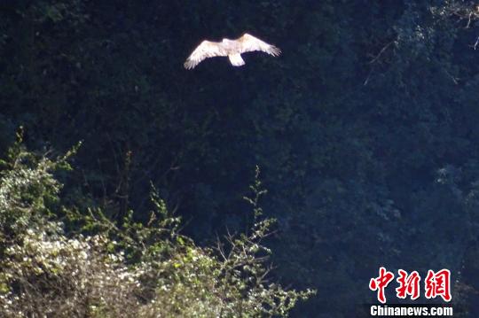 湖北后河国家级自然保护区发现金雕数量达5只