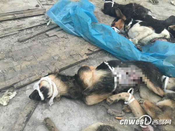 西安医学院回应实验用狗疑遭弃：将进行整改