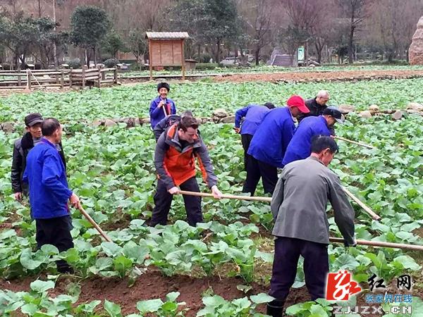 张家界黄龙洞广场田园惊现“洋农民”
