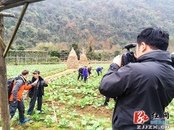 张家界黄龙洞广场田园惊现“洋农民”