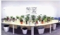 简爱花卉绿植墙。曾定 摄