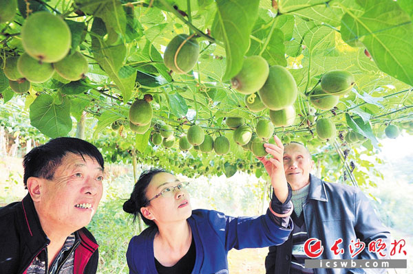 周慈英（中）正在挂满罗汉果的苗藤下，手把手地教村民做好罗汉果“过冬”的注意事项。长沙晚报记者 贺文兵 摄