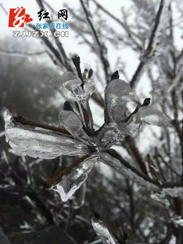 天门山“冰花”开了 雪又要来了