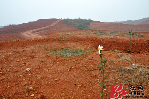 油茶的经济效益_景宁县新造油茶基地喜获丰收(2)