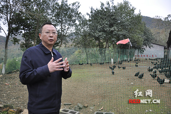 　　（韶山市委书记向敏介绍养鸡农户的“致富经”。