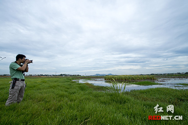 从2013年8月开始，长沙市野生动植物保护协会组织志愿者持续对大泽湖进行巡护，至今已有608天。图为志愿拍摄记录大泽湖湿地环境变化。摄影李锋