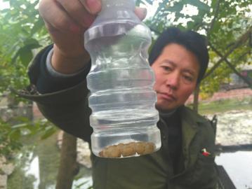 四川三苏祠“人蚁大战”7厘米长蚁后被生擒（图）