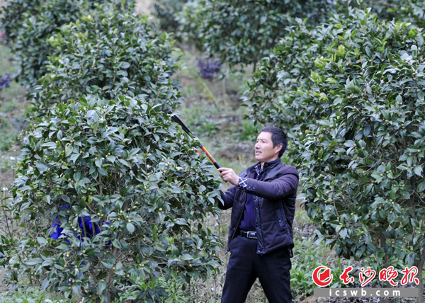 长沙县福临镇西冲村村民马俊在修剪自家苗圃内的苗木，他在退出生猪养殖后做起了苗木生意，收入可观。