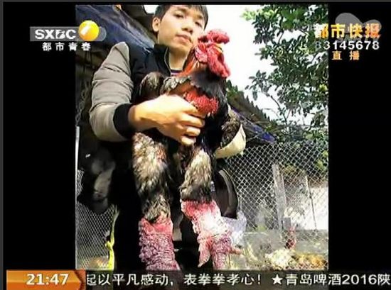 陕西养殖场现罕见鸡双腿粗大公鸡身价1万5（图）