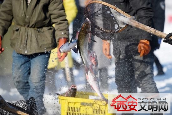 哈尔滨渔民极寒天冬捕 游客赞叹不已大呼壮观