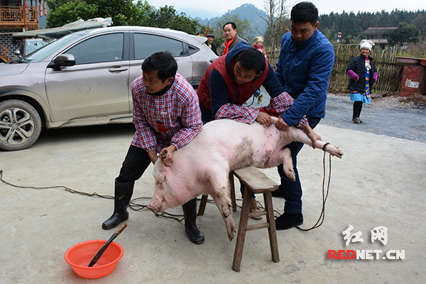 年关将至，村民杀年猪以备过年。
