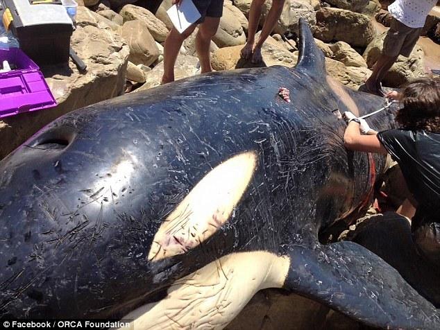 虎鲸在南非海滩搁浅死亡 胃里塞满垃圾