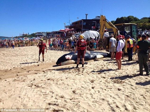 虎鲸在南非海滩搁浅死亡 胃里塞满垃圾