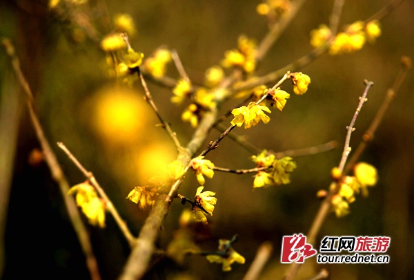 张家界黄龙洞生态广场，多多腊梅已经提前绽放。