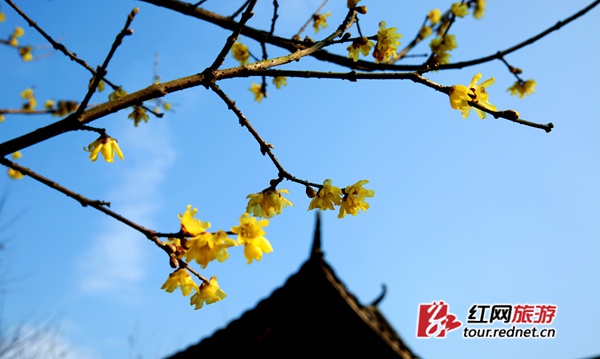 天气晴朗，鹅黄配蓝天。