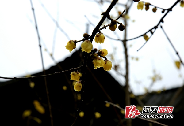冬季，朵朵腊梅生机盎然。