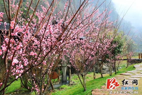 张家界黄龙洞景区梅花盛开醉游人