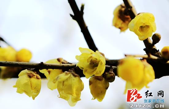 张家界黄龙洞景区梅花盛开醉游人