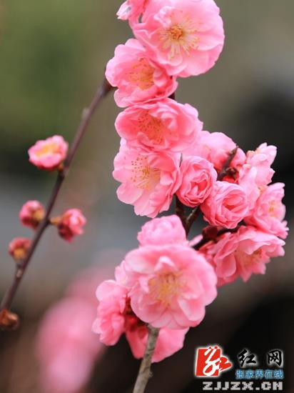 张家界黄龙洞景区梅花盛开醉游人