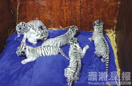 白虎.jpg
