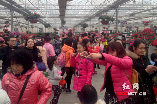 湖南湘潭AAAA景区盘龙大观园举办的首届国际杜鹃节游客爆棚。