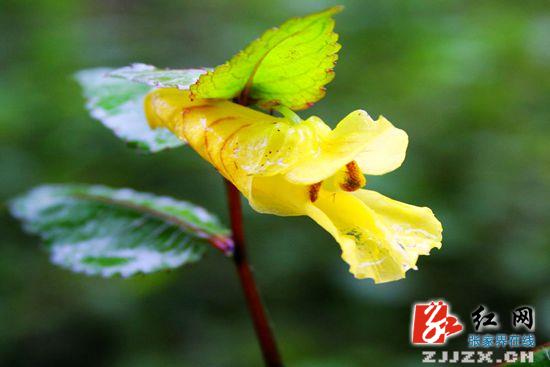 万余株龙虾花入住武陵源金鞭溪