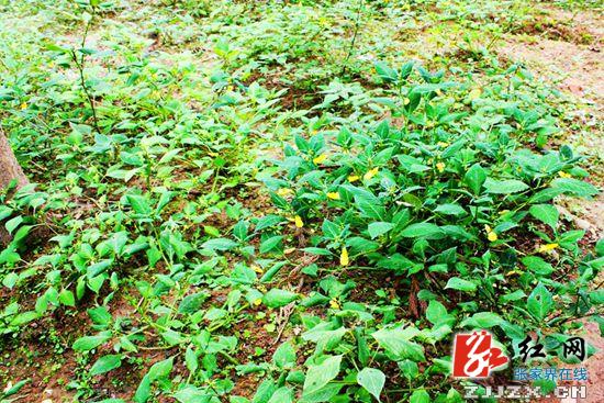 万余株龙虾花入住武陵源金鞭溪