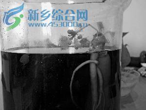 人参泡60度白酒近八年后竟开出白色小花(图)