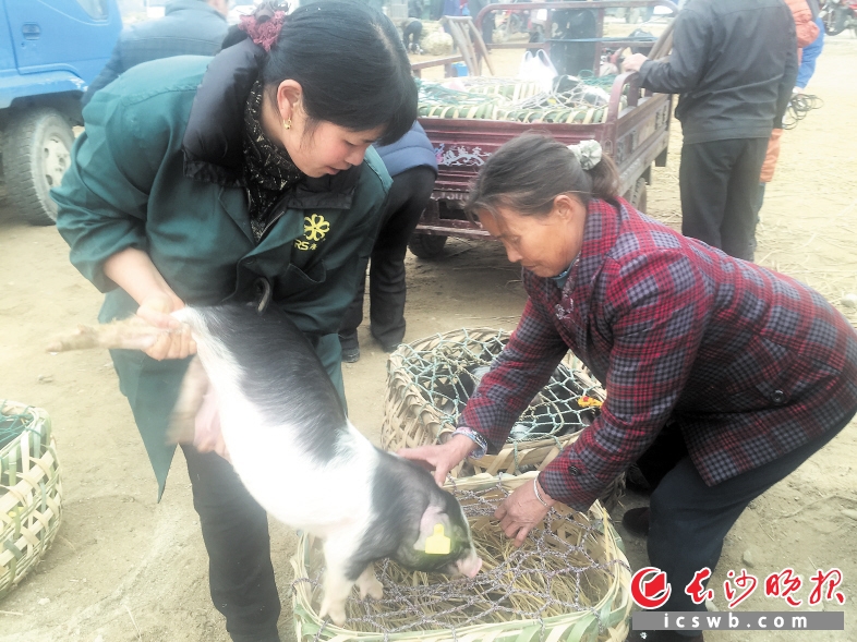 　　宁乡流沙河镇贫困户分到花猪崽，喜笑颜开。   长沙晚报记者 谢春年 摄