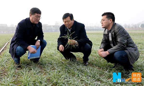 王辉（中）在陕西杨凌一家农业科技公司的示范田里与公司负责人讨论小麦生长情况（2015年12月28日摄）。 新华社记者 刘潇摄