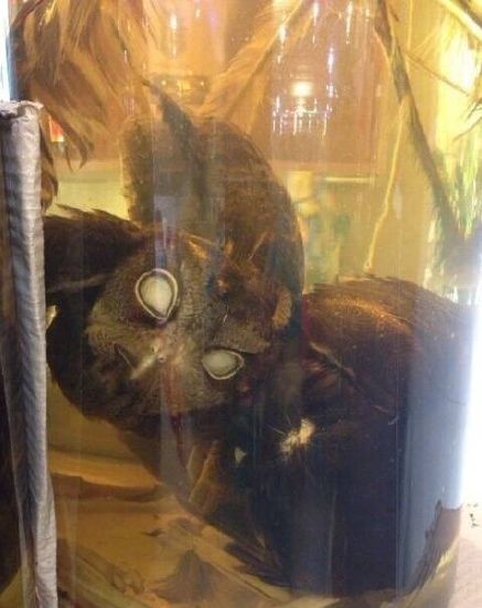 网上流传的“猫头鹰泡酒”照。图据网络