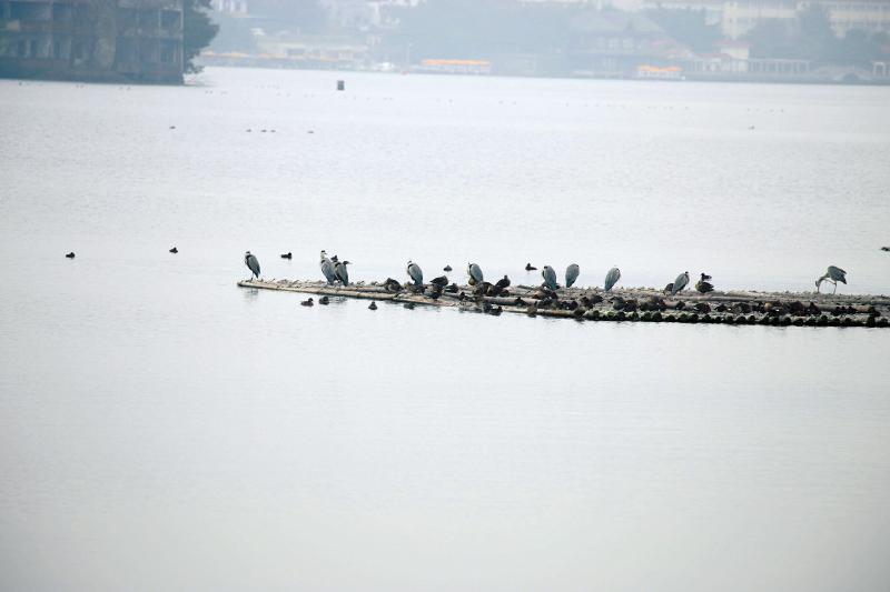在内江观鸟爱好者拍下的照片中，一只青头潜鸭“傲娇”地站在水鸟群中。