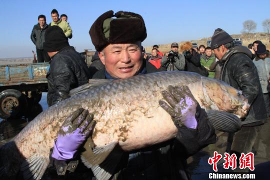 沈阳法库鱼梁冬捕节再现马拉千米鱼网古法捕鱼