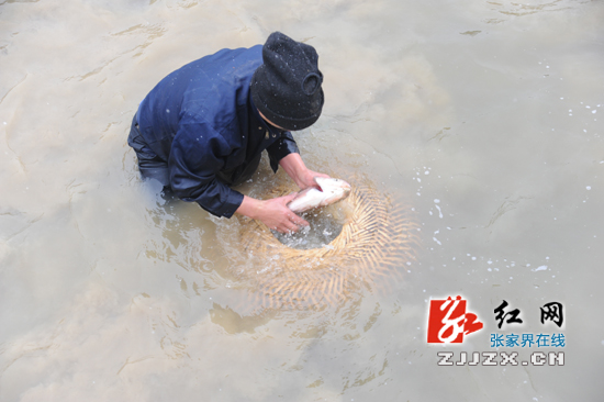 太新奇！“鸡笼罩鱼” 张家界土家儿女用民俗