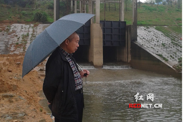 下雨天，张老在河西渔人马头查看排污口情况。