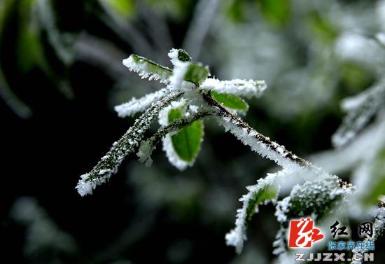 张家界核心景区武陵源迎来新一轮降雪（组图）