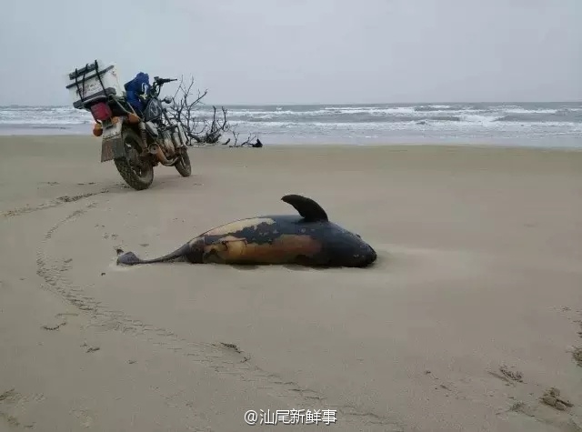 广东：非法炸鱼致海豚烧死一幕