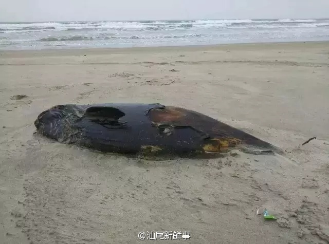 广东：非法炸鱼致海豚烧死一幕